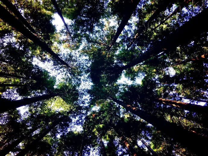 low-angle photography of tall tress during daytime